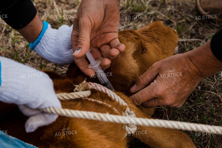 Close Up of Ranchers Vaccinating Red Angus Calf 97164