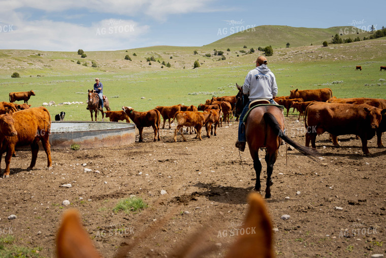 Rancher Check Red Angus Cattle on Horseback 97167