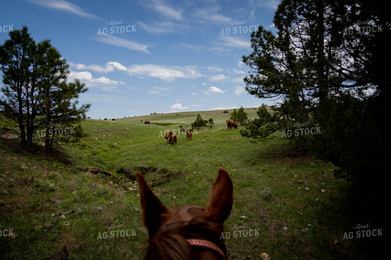 Red Angus Cattle Graze in Hilly Open Pasture Shot from Horseback 97168