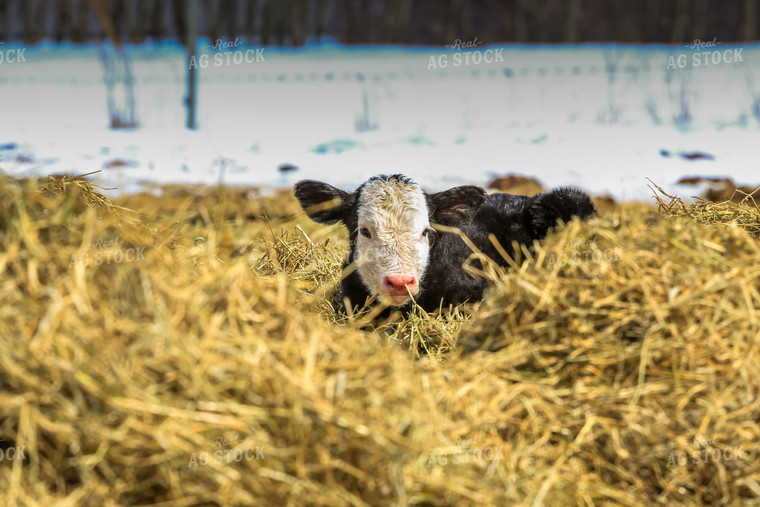 Holstein Calf Laying in Bedding 138003