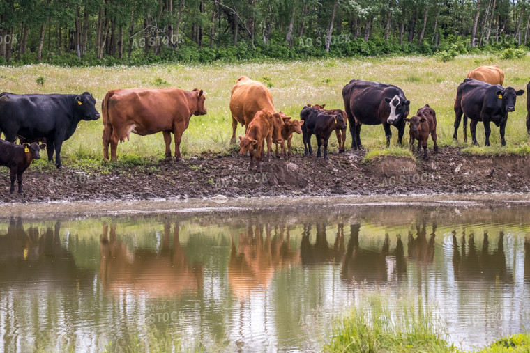 Cows & Calves Near Pond in Pasture 138023