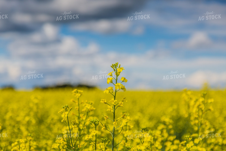 Flowering Canola 138026