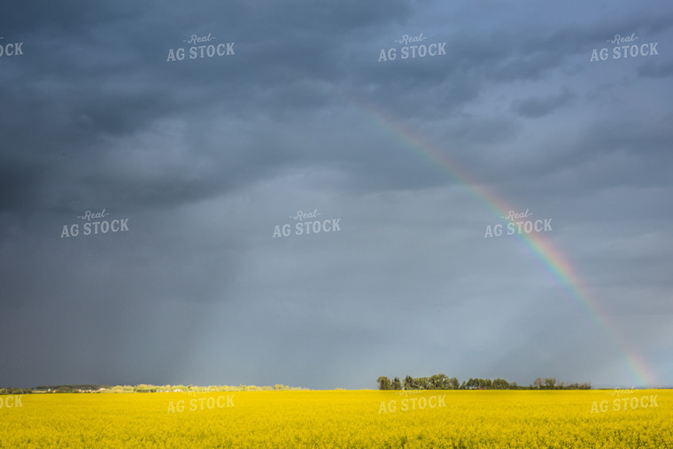 Rainbow Over a Flowering Canola Field 138027