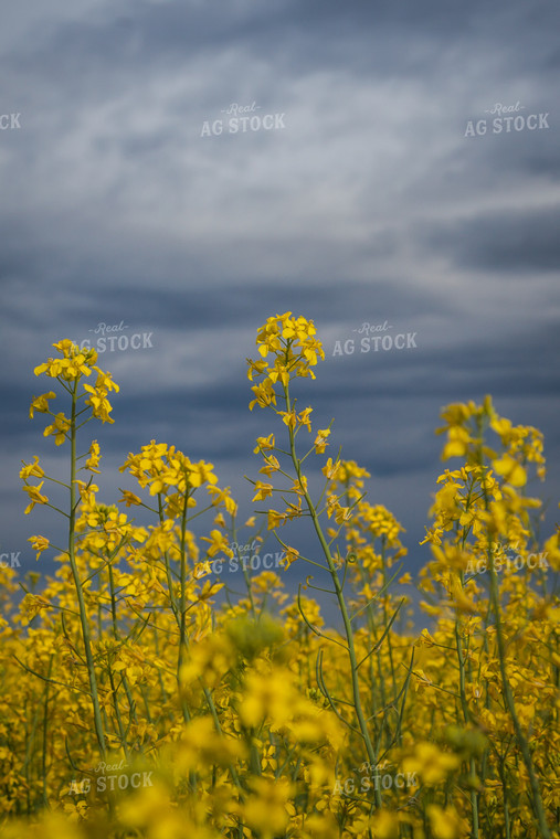 Flowering Canola 138032