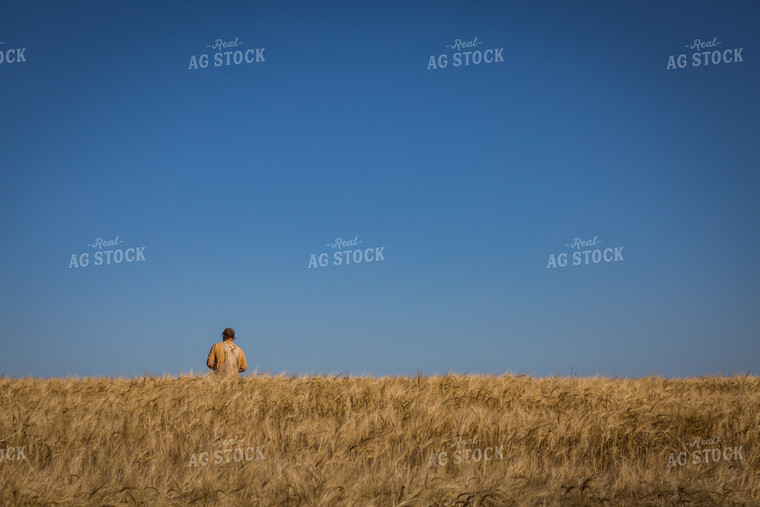 Farmer Standings in Dried Hay Field 138039