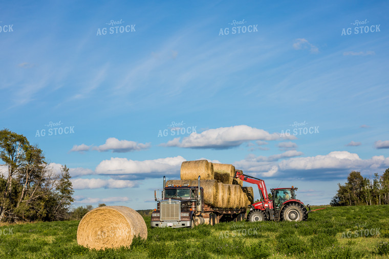 Front-End Loader Tractor Lifting Round Bales onto Trailer 138042