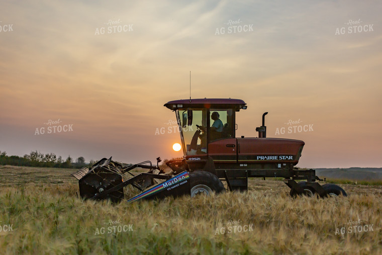 Swather Harvesting Hay at Sunset 138043