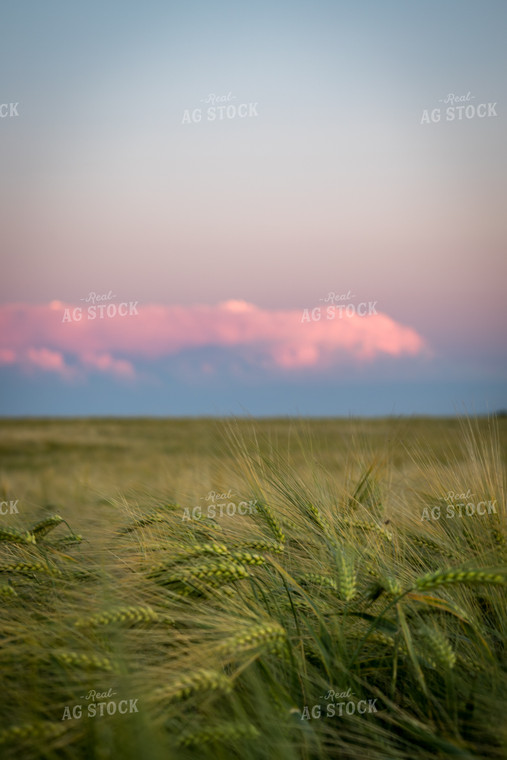 Close Up of Ripening Wheat 138046