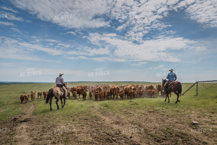 Ranchers Herding Red Angus Cattle on Horseback 138052