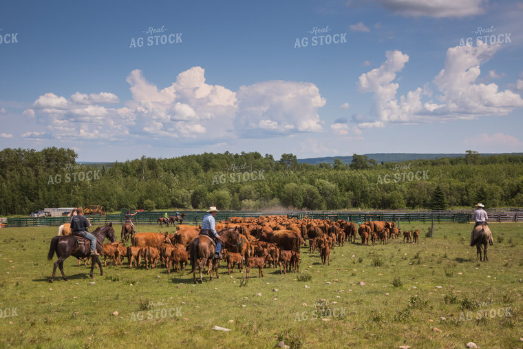 Ranchers Herding Red Angus Cattle on Horseback 138055