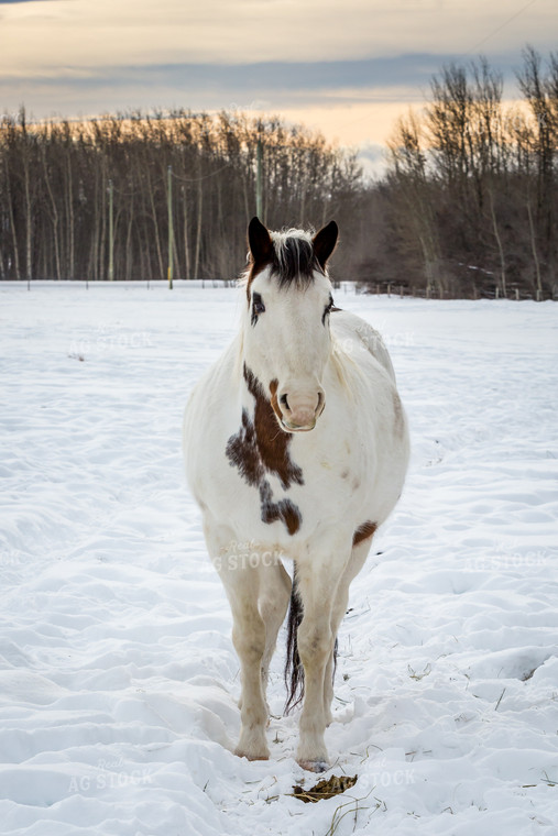 Horse in Snowy Pasture 138057