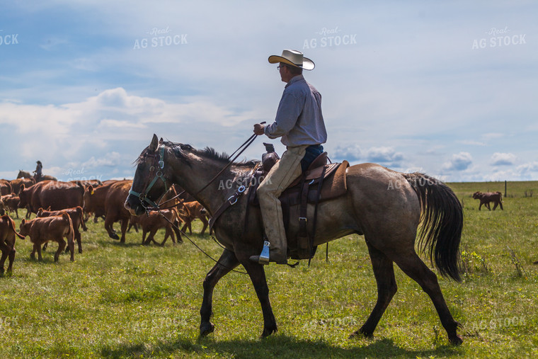 Ranchers Herding Red Angus Cattle on Horseback 138061