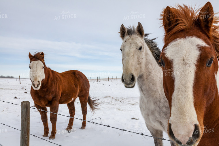 Horses in Snowy Pasture 138062