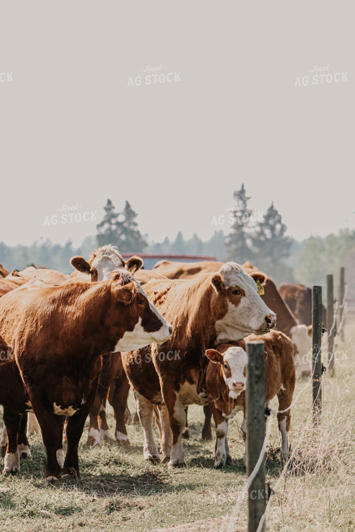 Simmental Cows & Calves Along Fenceline 139001