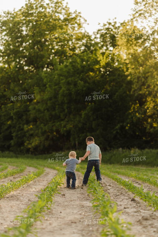 Farm Kids Playing in Early Growth Corn Field 115061