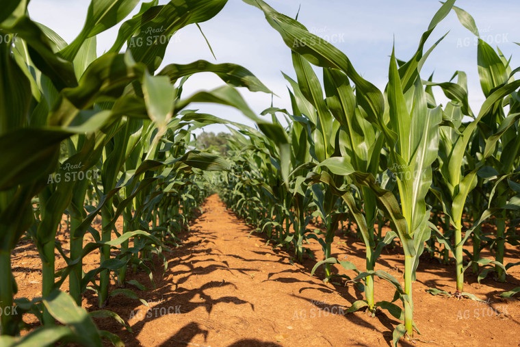 Midseason Corn Field Between Rows 79301