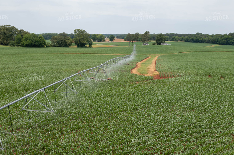 Irrigator Running in Midseason Corn Field 79306