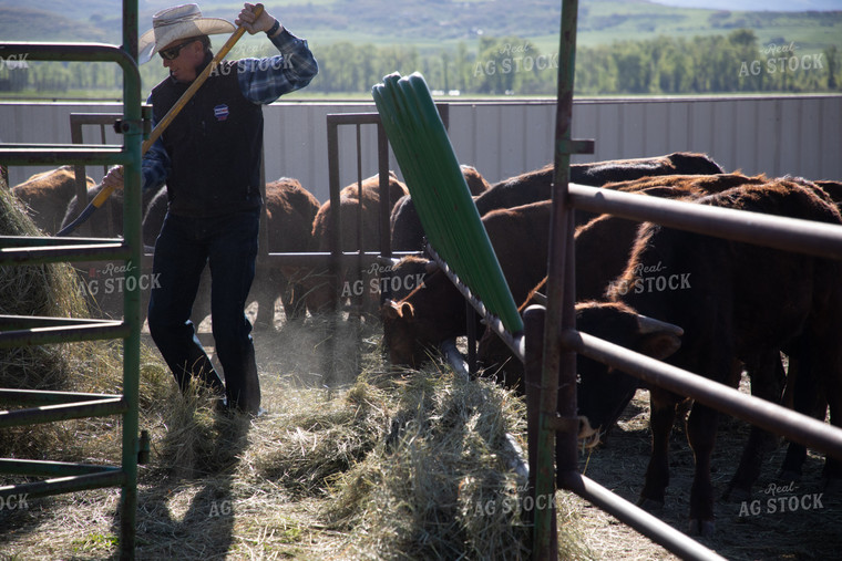 Rancher Feeding Hay to Cattle in Feedyard 117029