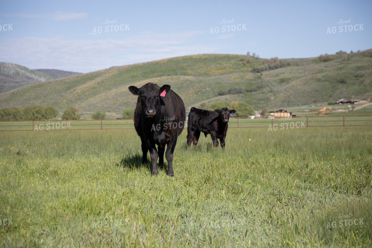 Cow & Calf in Pasture in the Foothills 117041