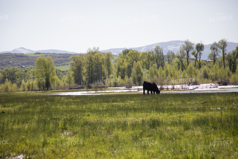 Cattle Along Creek in Pasture 117042