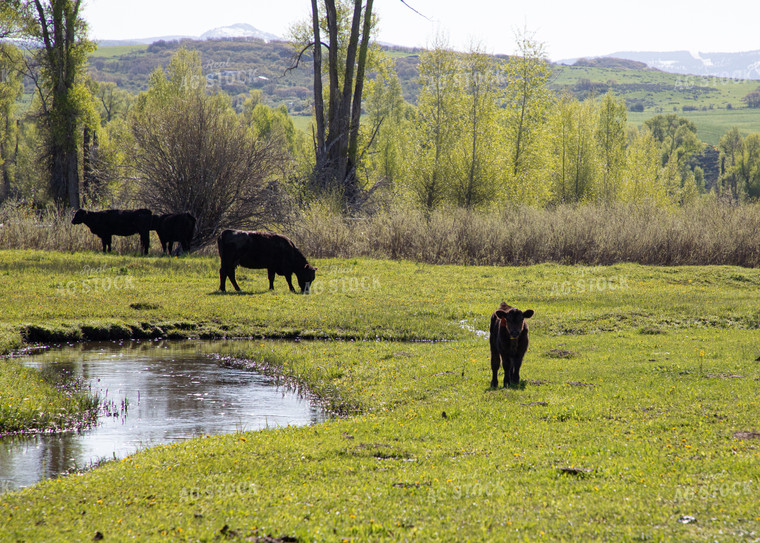 Cows & Calves in Pasture in the Foothills Along Creek 117044