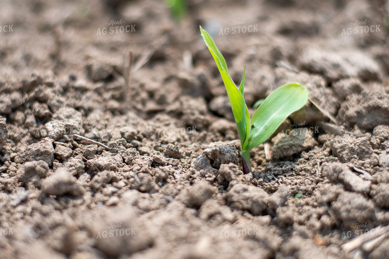 Close Up of Corn Emerging from the Soil 50371