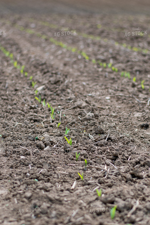 Corn Emerges from the Soil 50373