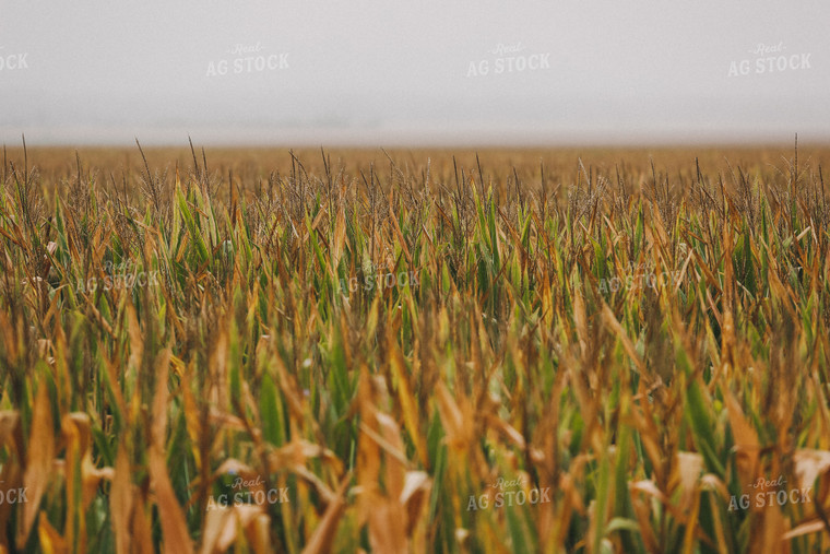 Corn Tassels in Partially Dried Field 129015