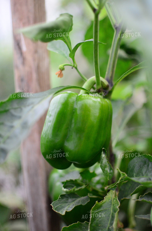 Green Bell Pepper on Plant 125105