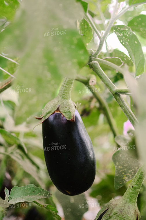 Eggplant on Vine 125106