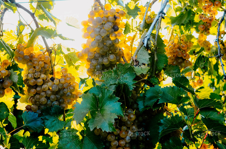 Grapes on Vine 125107