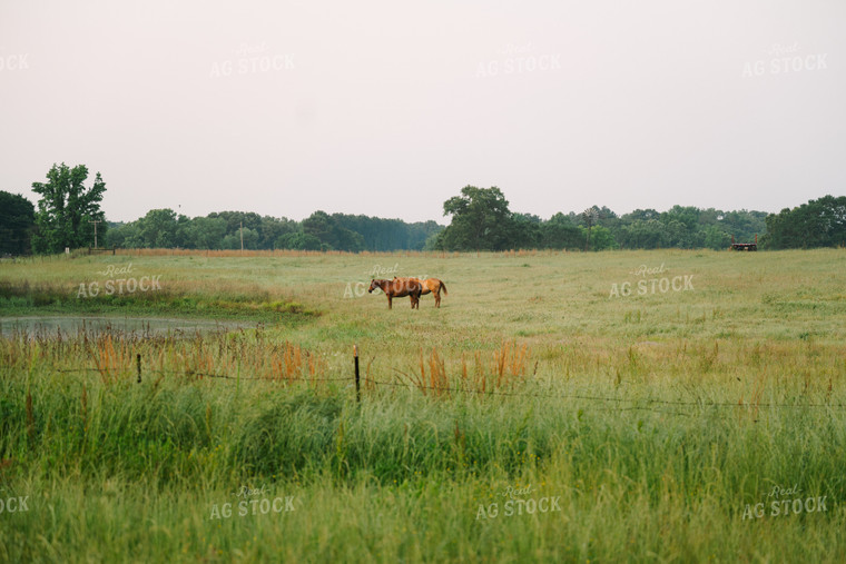 Horses Graze in Pasture Near Pond 125108