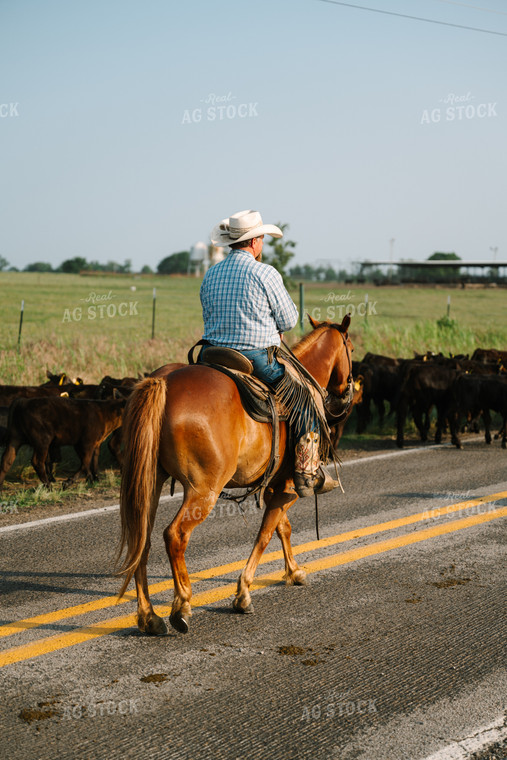 Rancher Herding Angus Cattle on Horseback 125113