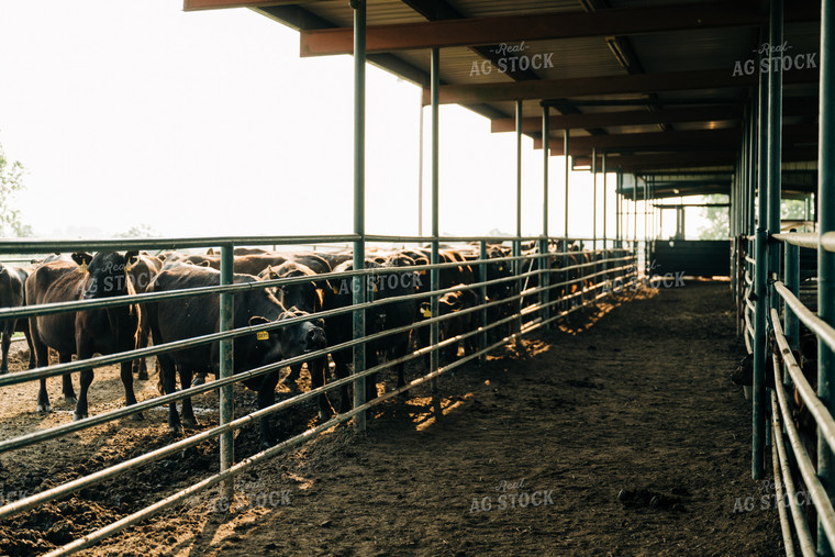 Angus Cattle in Feedlot 125114