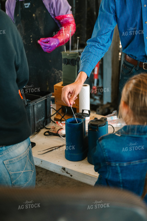 Ranch Family Preparing Artificial Insemination (AI) Sample 125121