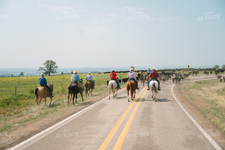 Ranchers Herding Angus Cattle in Grassy Pasture on Horseback 125126