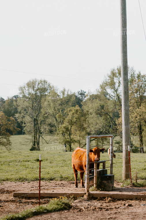 Red Angus Cow at Water Trough in Pasture 125127