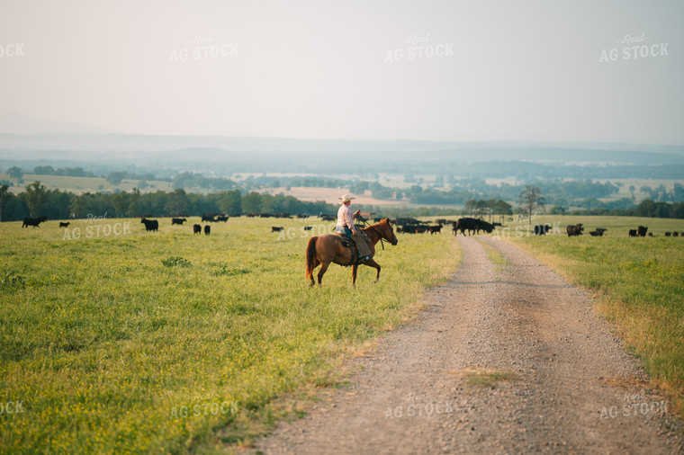 Rancher Herding Angus Cattle in Grassy Pasture on Horseback 125131