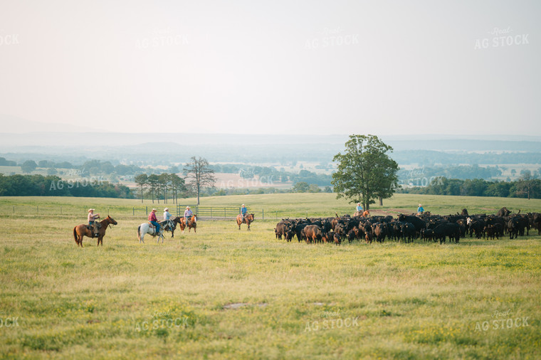Ranchers Herding Angus Cattle in Grassy Pasture on Horseback 125133