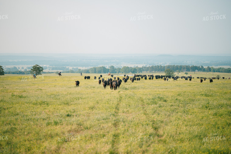 Angus Cattle in Grassy Pasture 125135