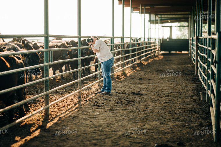 Photographer Captures Cattle in Feedyard 125137