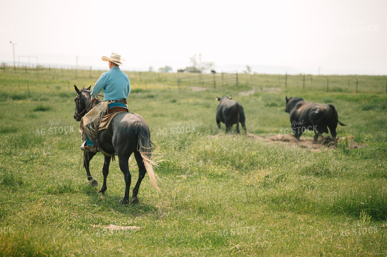 Rancher Corrals Cattle in Pasture on Horseback 125144
