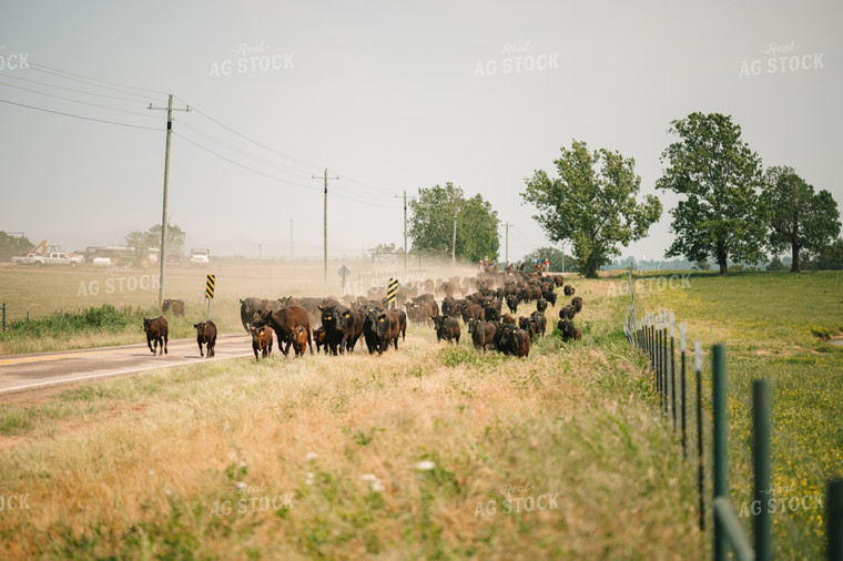 Angus Cattle on the Move 125146