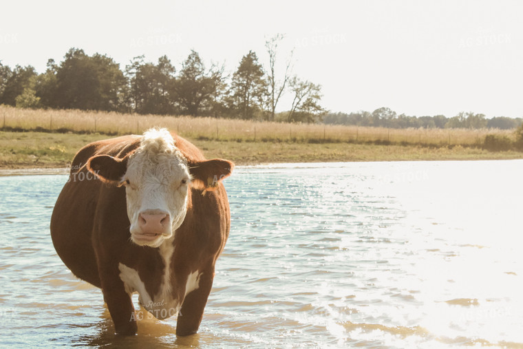 Hereford Cow in Pond 125147