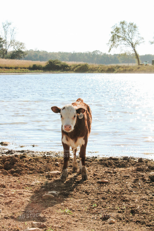 Hereford Calf by Pond 125148