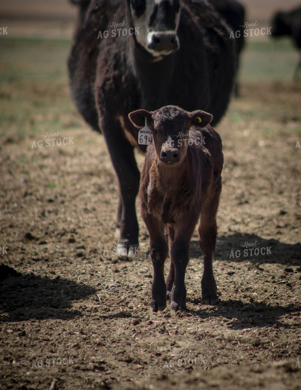 Crossbred Calf in Feedlot 135016