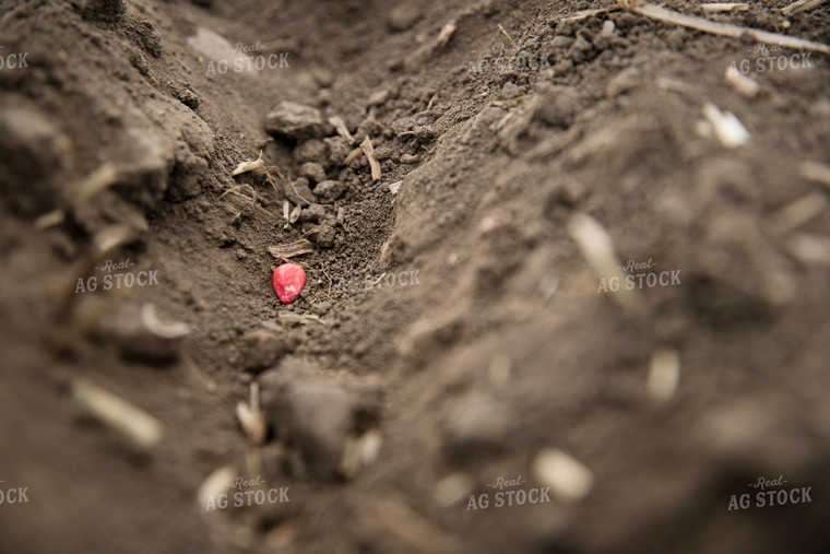 Close Up of Freshly Planted Corn Seed in Soybean Residue 135019