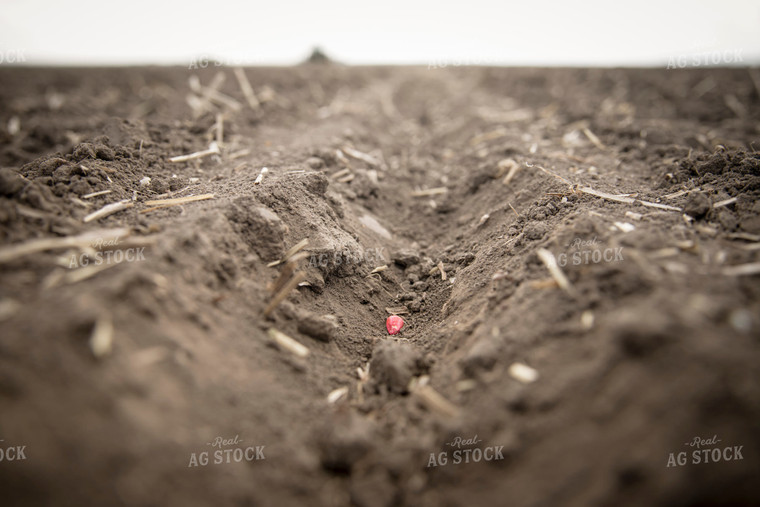 Close Up of Freshly Planted Corn Seed in Soybean Residue 135020