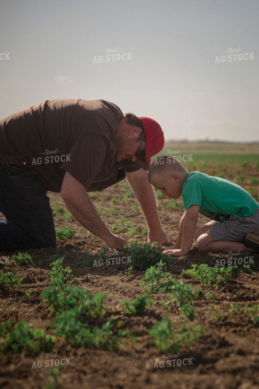 Farmer and Farm Kid Checking Crops 135024