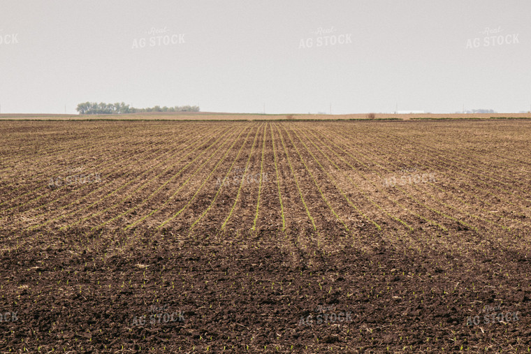 Corn Emerging from Soil 67294